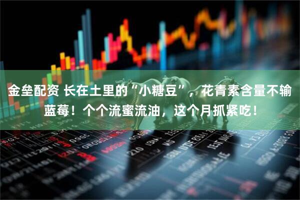 金垒配资 长在土里的“小糖豆”，花青素含量不输蓝莓！个个流蜜流油，这个月抓紧吃！